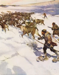 Factor John McLean rounding up a herd of Caribou in Labrador for the Hudson