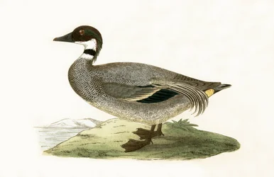 Falcated Teal, Illustration from 