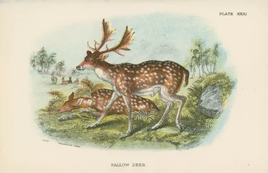 Fallow Deer