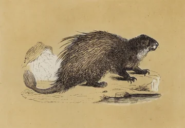 Fasciculated Porcupine