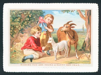 Feeding goats