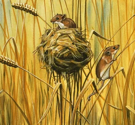 Field Mice