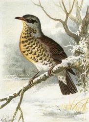 Fieldfare