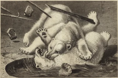 Fight Between Two Polar Bears