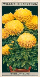 Flower Culture in Pots: Dwarf Chrysanthemum