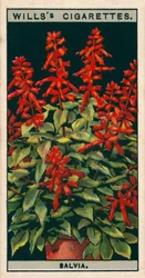 Flower Culture in Pots: Salvia