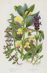 Flowering Plants of Great Britain: Bastard Balm, Common Self Heal, Common Skull Cap, Lesser Skull Cap