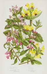 Black Horehound, Motherwort, Red Hemp Nettle, Downy Hemp Nettle, Common Hemp Nettle, Large Flowered Hemp Nettle