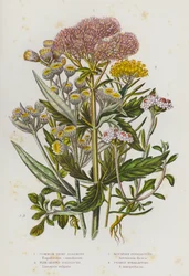 Flowering Plants of Great Britain: Common Hemp Agrimony, Flax Leaved Goldilocks, Mountain Everlasting, Pearly Everlasting
