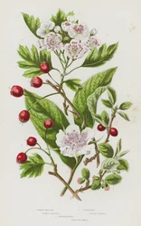 Flowering Plants of Great Britain: Common Medlar, Hawthorn, Cotoneaster