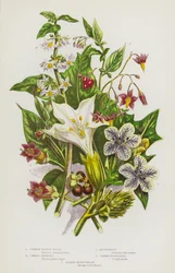 Flowering Plants of Great Britain: Common Thorn Apple, Common Henbane, Bittersweet, Common Nightshade, Deadly Nightshade