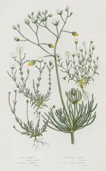 Flowering Plants of Great Britain: Corn Spurrey, Knotted Spurrey, Pearl-Wort Spurrey, Awl Shaped Spurrey