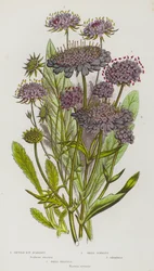 Flowering Plants of Great Britain: Devil