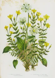 Flowering Plants of Great Britain: Grass of Parnassus, Linear-Leaved St John