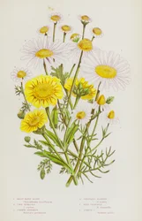 Flowering Plants of Great Britain: Great White Ox-Eye, Corn Marigold, Common Feverfew, Scentless Mayweed, Wild Chamomile, Common Chamomile