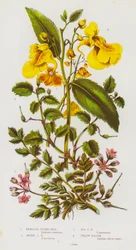 Flowering Plants of Great Britain: Hemlock Storks Bill, Musky Storks Bill, Sea Storks Bill, Yellow Balsam