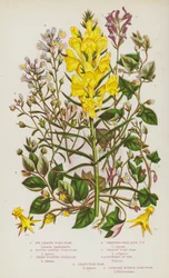 Flowering Plants of Great Britain: Ivy-Leaved Toad Flax, Round-Leaved Toad Flax, Sharp Pointed Fluellin, Creeping Pale Blue Toad Flax, Yellow Toad Flax, Flowers of Var, Least Toad Flax, Upright Purple Toad Flax