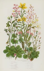 Flowering Plants of Great Britain: Kidney Shaped Saxifrage, London Pride, Starry Saxifrage, Alpine Clustered Saxifrage, Purple Mountain Saxifrage, Yellow Marsh Saxifrage, Yellow Mountain Saxifrage, White Meadow Saxifrage, Drooping Bulbous Saxifrage