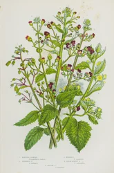 Flowering Plants of Great Britain: Knotted Figwort, Ehrharti Figwort, Water Figwort, Balm Leaved Figwort, Yellow Figwort