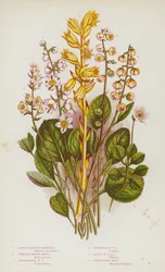 Flowering Plants of Great Britain: Large Flowered Moneses, Serrated Winter-Green, Round-Leaved Winter-Green, Intermediate Winter-Green, Lesser Winter-Green, Yellow Birds-Nest