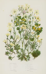 Flowering Plants of Great Britain: Mossy Saxifrage, Tufted Alpine Saxifrage, Geranium Saxifrage, Golden Saxifrage, Common Golden Saxifrage