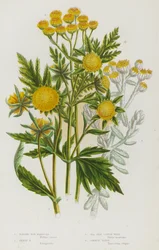 Flowering Plants of Great Britain: Nodding Bur Marigold, Trifid Bur Marigold, Sea Side Cotton Weed, Common Tansy