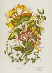 Flowering Plants of Great Britain: Pale Perfoliate Honeysuckle, Common Honeysuckle, Upright Fly Honeysuckle, Two Flowered Linnaea