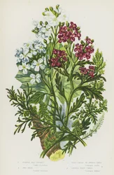 Flowering Plants of Great Britain: Purple Sea Rocket, Sea Kale, Wart Cress or Swines Cress, Lesser Wart Cress