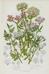 Flowering Plants of Great Britain: Sea Side Carrot, Small Bur Parsley, Great Bur Parsley, Upright Hedge Parsley, Spreading Hedge Parsley, Knotted Hedge Parsley, Sea Side Prickly Samphire