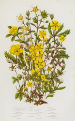 Shrubby Cinque-Foil, Silver Weed, Strawberry-Flowered Cinque-Foil, Hoary Cinque-Foil, Spring Cinque-Foil, Orange Alpine Cinque-Foil, Saw-Leaved Hairy Cinque-Foil, Creeping Cinque-Foil, Tormentil, White Cinque-Foil, Three