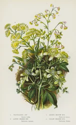 Flowering Plants of Great Britain: Traveller