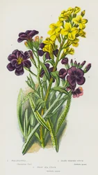 Flowering Plants of Great Britain: Wallflower, Hoary Shrubby Stock, Great Sea Stock