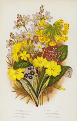 Flowering Plants of Great Britain: Water Violet, Common Primrose, Jacquin