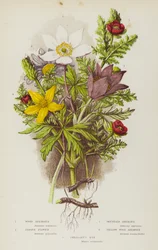 Flowering Plants of Great Britain: Wood Anemone, Pasque Flower, Mountain Anemone, Pasque Flower, Yellow Wood Anemone, Pheasant