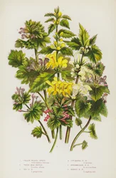 Yellow Weasel Snout, White Dead Nettle, Red Dead Nettle, Cut Leaved Dead Nettle, Intermediate Dead Nettle, Henbit Dead Nettle