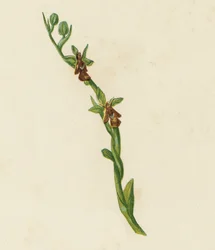 Fly Orchis, Ophrys Muscifera