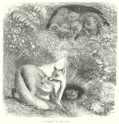 Fox
