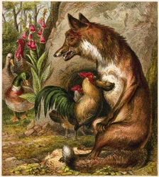 Fox