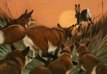 Foxes chasing a rabbit