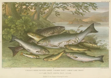Freshwater fish