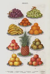 Fruit