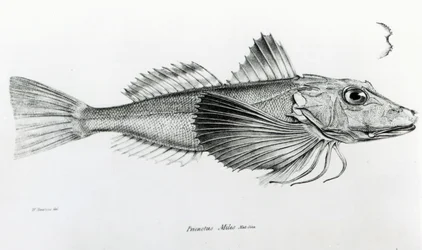 Galapagos Gurnard, plate 6 from 