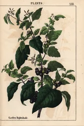 Garden or black nightshade with black berries, Solanum nigrum, from "The Instructive Picturebook, or Lessons from the Vegetable World," [Charlotte Mary Yonge], Edinburgh