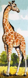 Giraffe