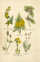 Good King Henry, Henbane, Black Horehound, Haresfoot, Least Houseleek, Honeywort