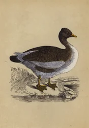 Goose