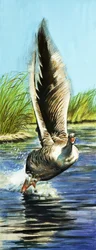 Graylag Goose