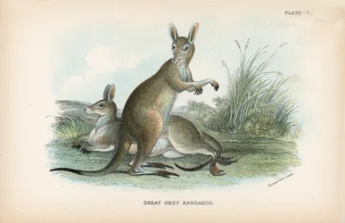 Great Grey Kangaroo