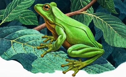 Great Green Tree Frog