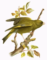 Greenfinch